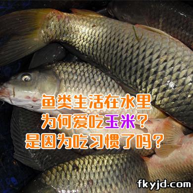 鱼类生活在水里为何爱吃玉米？是因为吃习惯了吗？