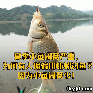 夏季小鱼闹窝严重，为何有人偏偏用蚯蚓钓鱼？因为小鱼闹窝少！