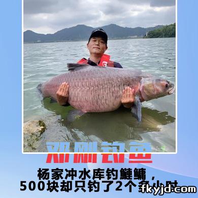 邓刚钓鱼 杨家冲水库钓鰱鳙，500块却只钓了2个多小时