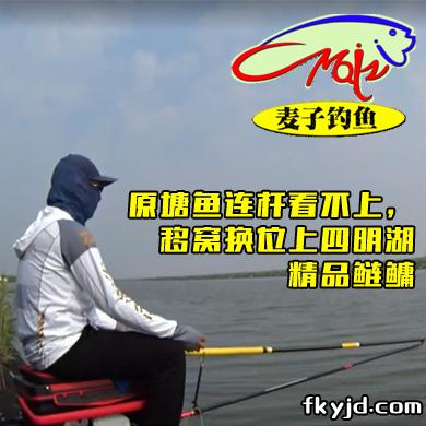 麦子钓鱼 原塘鱼连杆看不上，移窝换位上四明湖精品鲢鳙