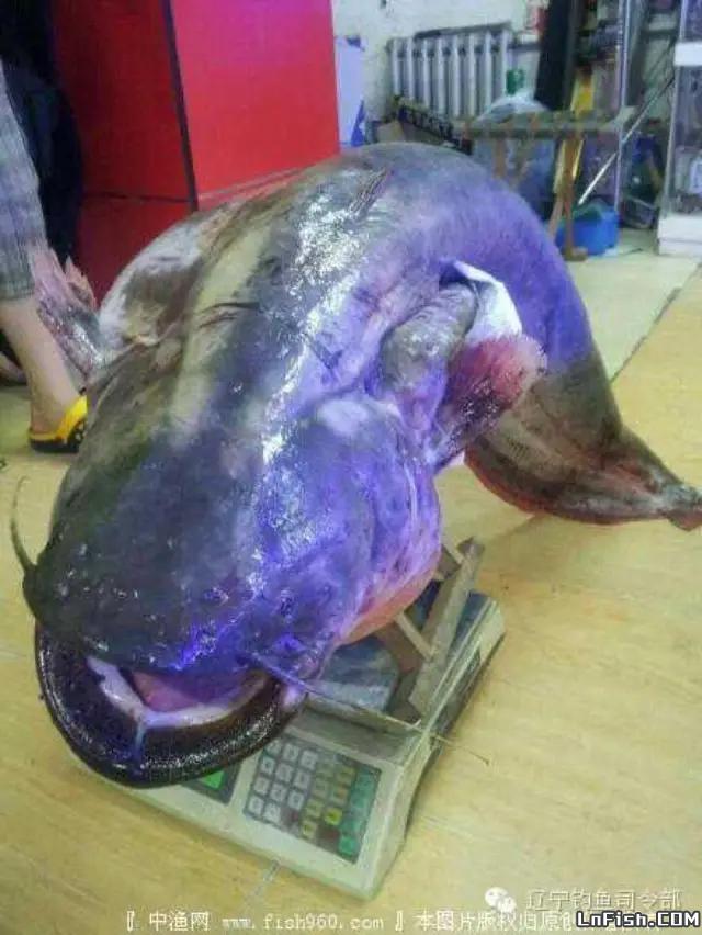 沈阳钓友钓获中国第一重鲶鱼王——46公斤大鲶鱼只留下照片被分食