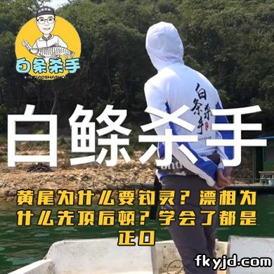 白条杀手 黄尾为什么要钓灵？漂相为什么先顶后顿？学会了都是正口