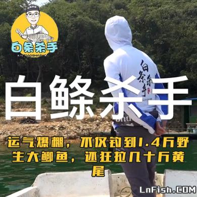 白条杀手 运气爆棚，不仅钓到1.4斤野生大鲫鱼，还狂拉几十斤黄尾