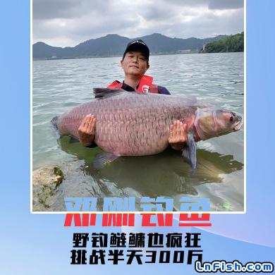 邓刚钓鱼 野钓鲢鳙也疯狂，挑战半天300斤