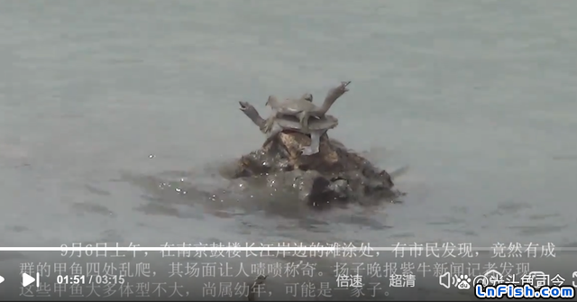 南京长江岸边，成群老鳖四处乱爬，哪里来了这么多甲鱼？