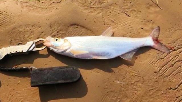 黄河下游有“米级”翘嘴鱼，钓友的鱼钩被拉弯：垂钓技巧与策略解析
